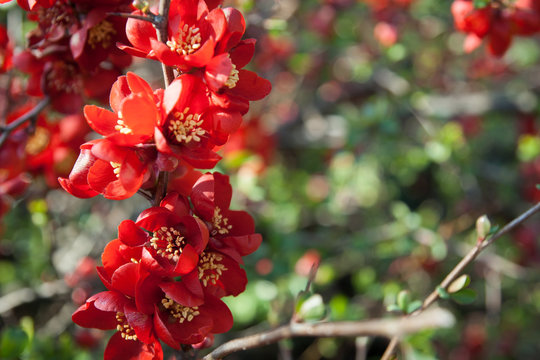 The red blossom. Closeup of flowering of Japanese quince or Chaenomeles japonica in spring
