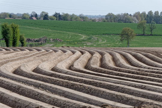 G&eacute;om&eacute;trie des sillons de pommes de terre dans un champ de l'Artois - Pas-de-Calais - France