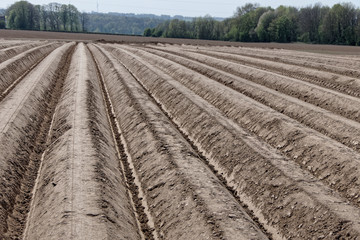 Sillons de plantation de pommes de terre - Pas-de-Calais - France -