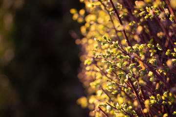 Beautiful golden lower bush on a dark background