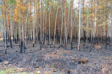 Pine forest after a fire in Ukraine. Burnt grass. Environmental disaster. Copy space.