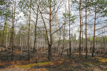 Forest after a fire in Ukraine. Destroyed pines and birches. Burnt grass.  Environmental disaster.