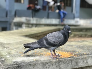 pigeon in the city
