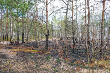 Forest after a fire in Ukraine. Destroyed pines and birches. Burnt grass.  Environmental disaster.