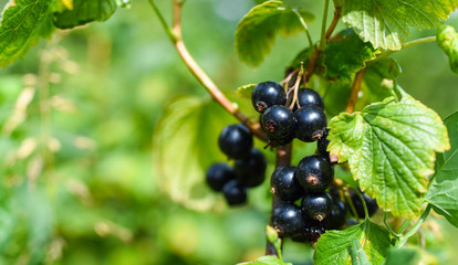Fresh Blackberries on the tree. Bio product. Healthy lifestyle.