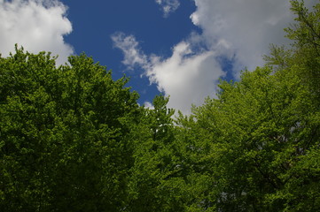 Bäume Himmel und Wolken