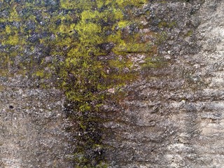 lichen on stone