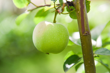 Fresh green apple on the tree. Bio product. Healthy lifestyle. 