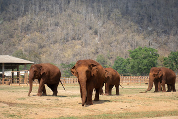 Fototapeta premium Herd of Asian elephants at Elephant Nature Park near Chiang Mai, Thailand.