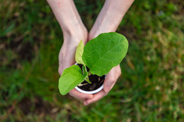 Eggplant sprout in a plastic cup in the hands of a gardener woman. A girl's hand is holding a plastic peat pot with a green eggplant sprout.