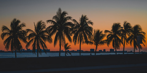 palms sunset tropical cuba miami beach tree sunrise sky sea silhouette landscape ocean summer island florida dusk eden coconut vacation © Alberto GV PHOTOGRAP