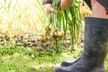 Fresh onions. Farmer collects vegetables. Bio products. Healthy lifestyle. Vitamines. 