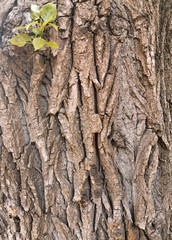 Embossed texture of a tree trunk with a green spot in the upper left corner