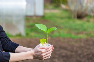 Eggplant sprout in a plastic cup in the hands of a gardener woman. A girl's hand is holding a plastic peat pot with a green eggplant sprout.