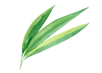 Green leaf. Botanical watercolor illustrations. Jungle design, summer drawing 