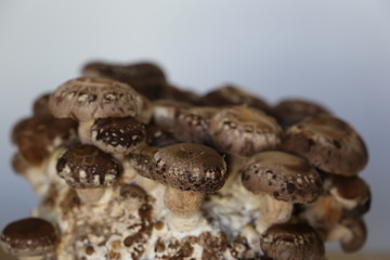 Shiitakepilze Fertigkultur (Lentinula edodes)