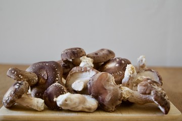 Shiitakepilze Fertigkultur (Lentinula edodes)