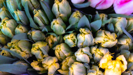 Beautiful fresh green-yellow parrot tulips close-up macro shot. Floral concept. 