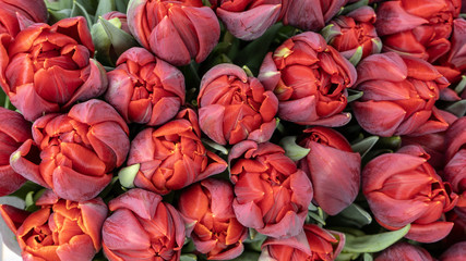 Beautiful fresh red tulips close-up macro shot. Floral concept. 