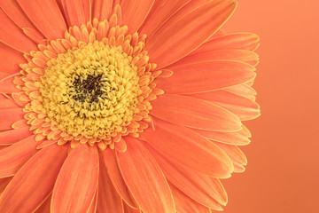 flores con fondo naranja y con textura agrupadas e individual 