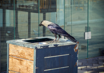 Crow looking for a food