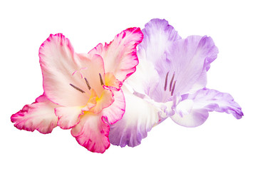 Naklejka premium gladiolus flower isolated