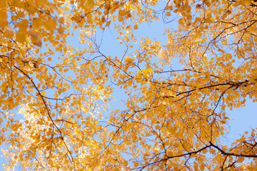 Branches of a tree with yellow leaves against a blue sky. Autumn background.