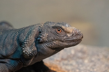 close up of a lizard