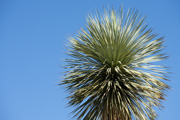 Fototapeta premium Joshua tree branches against blue sky