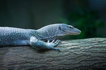 The reptile on the trunk. © Magdalena