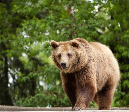Niedżwiedż. The bear.