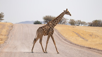 giraffe crossing highway
