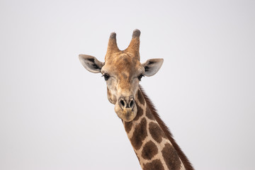 funny looking giraffe