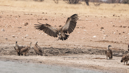 landing white-backed vulture
