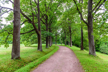 Fototapeta na wymiar Beautiful green alley in the Park. Park in Oranienbaum town, Suburb of St. Petersburg, Russia