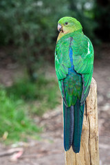 Plumage feathers on back of a female Australian King Parrot, Alisterus scapularis, perched on a fence post, Kennett River, Victoria, Australia