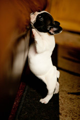 French bulldog puppy © Magdalena