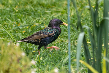 starling