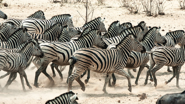 running zebra horde