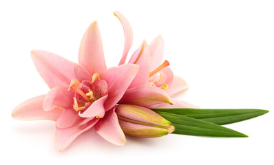 Fototapeta na wymiar Two pink lilies.