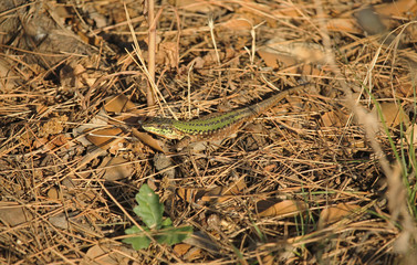 Italian wall lizard (Podarcis siculus) is a species of lizard in the family Lacertidae. Is native to Bosnia and Herzegovina, Croatia, France, Italy, Serbia and Montenegro, Slovenia and Switzerland. 