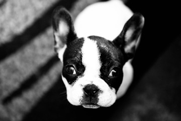 French bulldog  - obrazy, fototapety, plakaty
