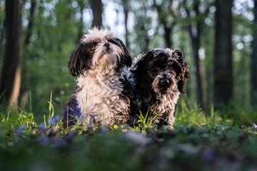 Hunde spielen draußen im Grünen
