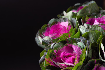 Brassica decorative cabbage for floristry on a dark background.