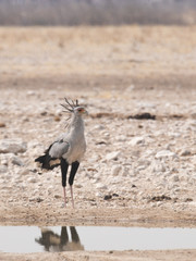 Secretary Bird