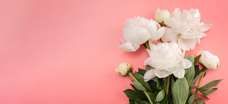 Bouquet of white peony on a pink background.