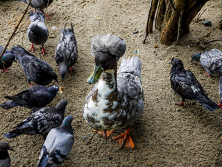 Fototapeta premium Thoroughbred domestic duck on a duck farm. Breeding poultry for agricultural needs.