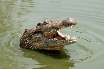 Fotobehang hungry nile crocodile © Ferdinand