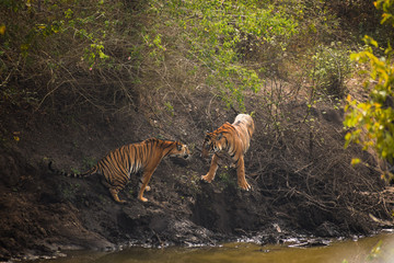 tigers in the wild
