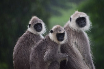 hanuman langurs in mudumalai national park, india
